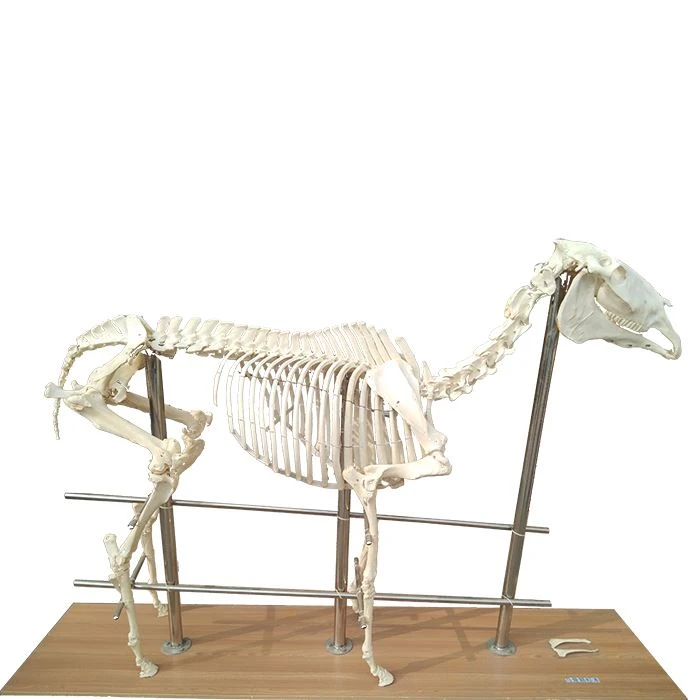 Ot skeleti