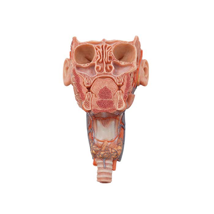 Tibbiyot talabalari uchun inson anatomiyasi modeli