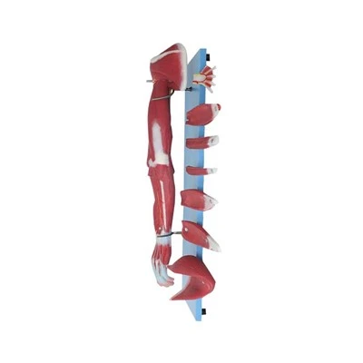 Anatomik qurol modeli
