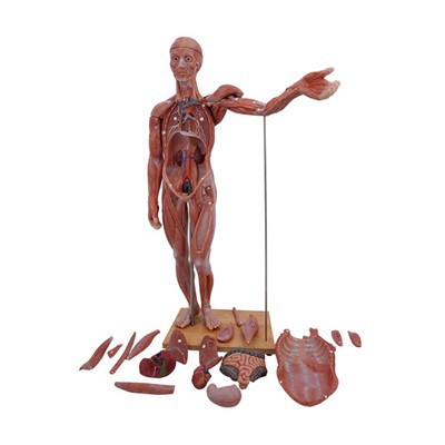 Anatomik model