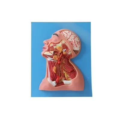 Hayot hajmi anatomik model